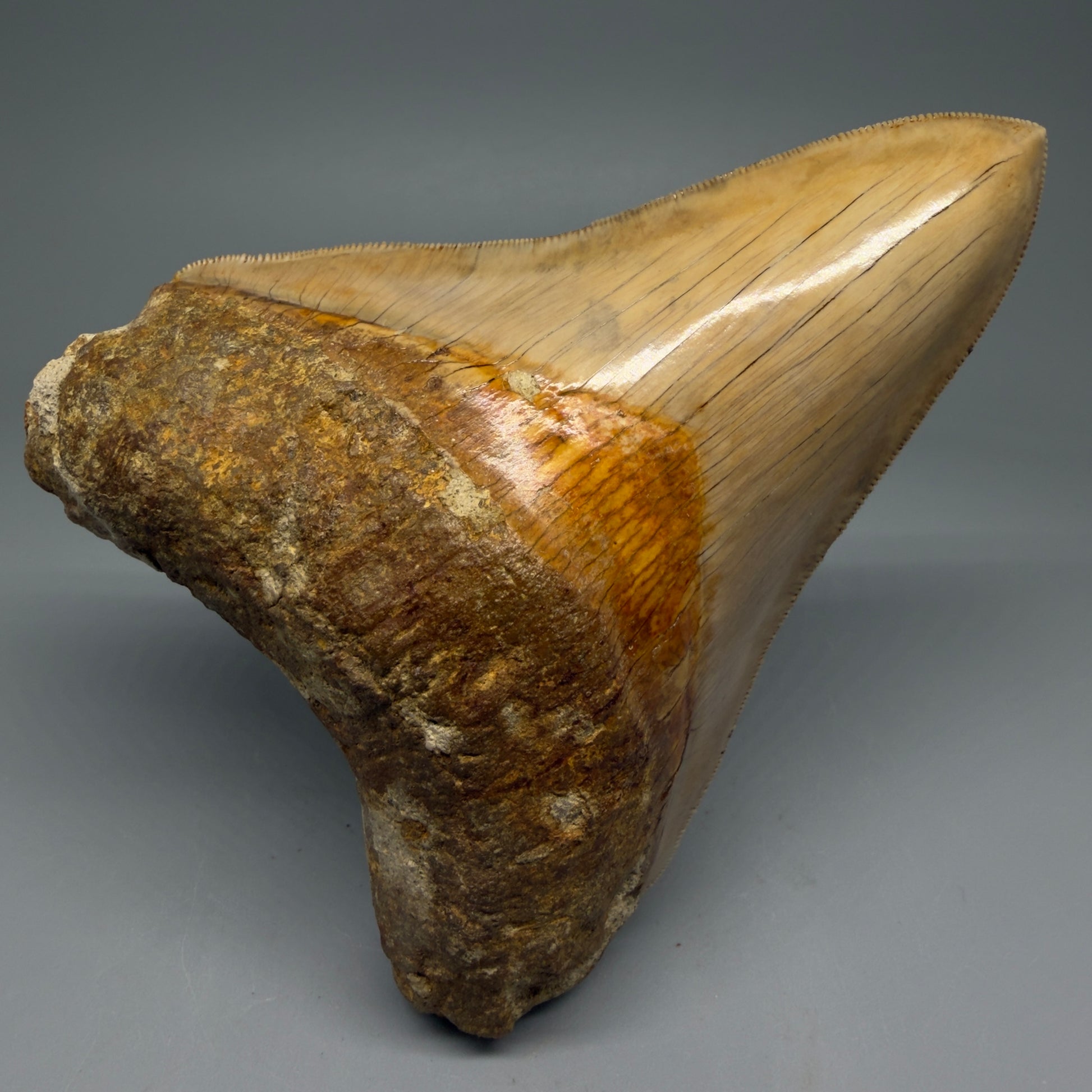 Front View Collector's Quality, Lower 4.98″ Colorful Megalodon Tooth – West Java Indonesia CM5723