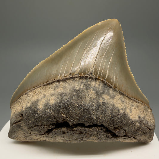 Front View Collector's Quality Posterior 2.34" Fossil Megalodon Tooth - Authentic Carcharocles megalodon Fossil from North Carolina CM5608