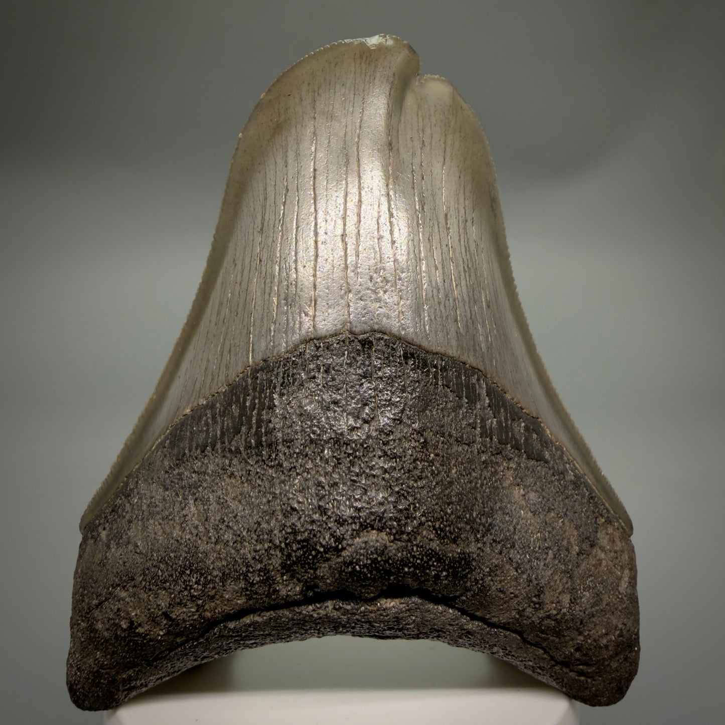 Front View Collector's Quality, RARE Deformed 3.75" Fossil Megalodon Tooth - Georgia CM6385