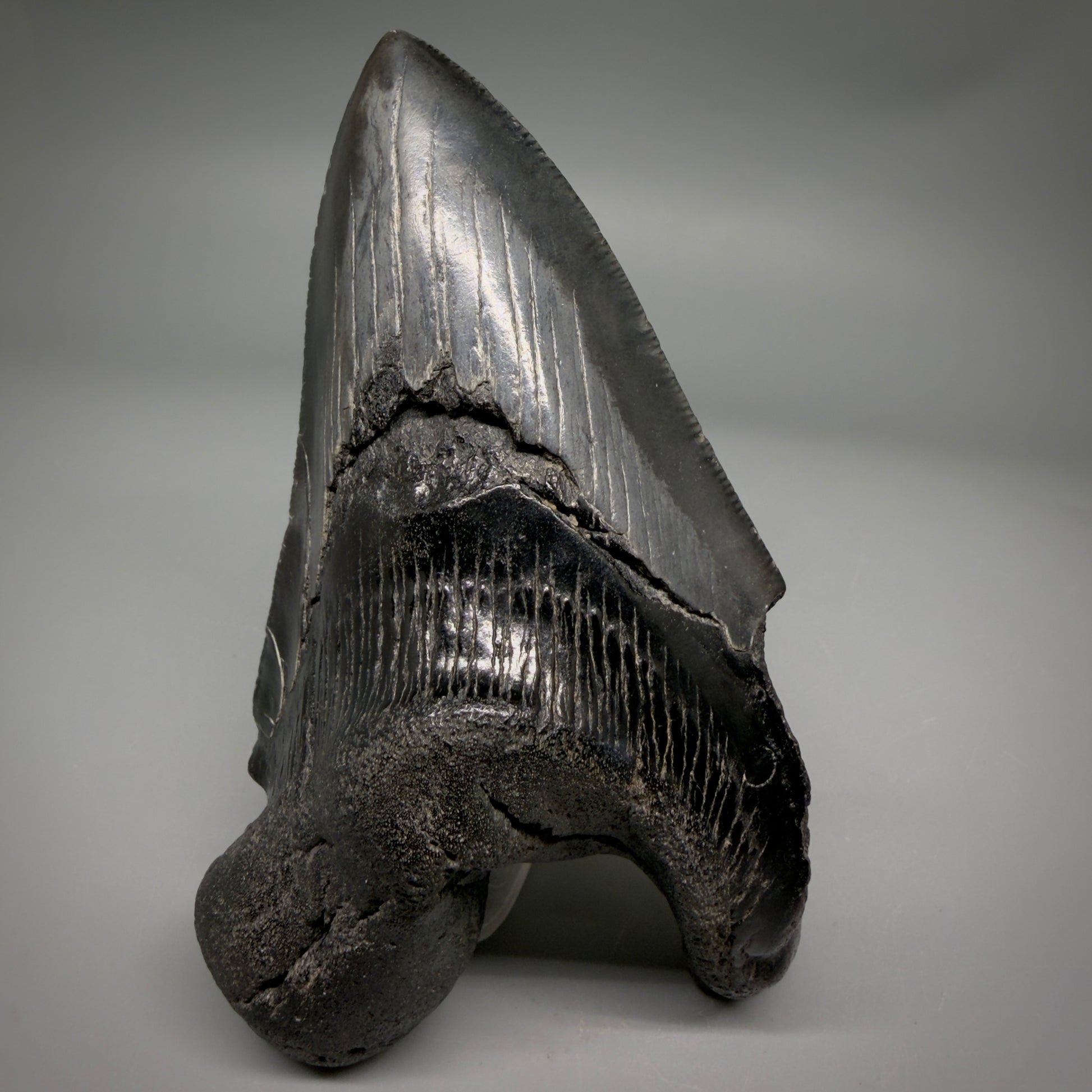 Front View Collector's Quality, RARE Deformed 4.81" Fossil Megalodon Tooth - South Carolina CM6384