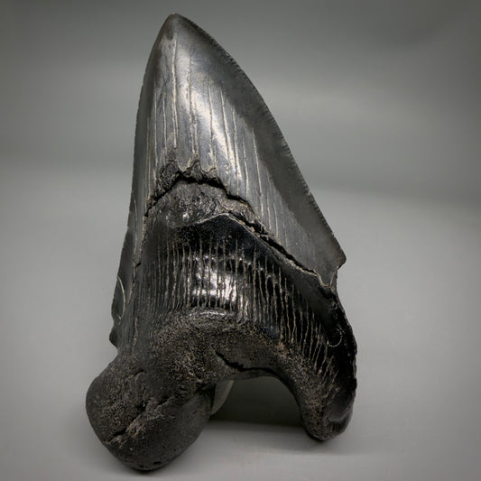 Front View Collector's Quality, RARE Deformed 4.81" Fossil Megalodon Tooth - South Carolina CM6384