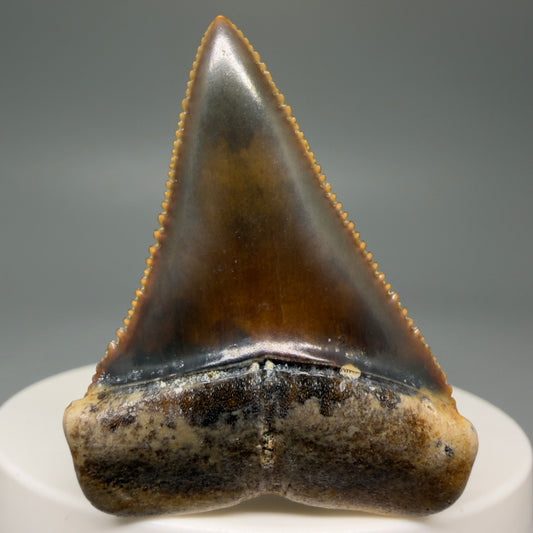 Front View Collector's Quality, colorful 1.79" long Fossil Great White Tooth from the deserts of Peru GW1264 