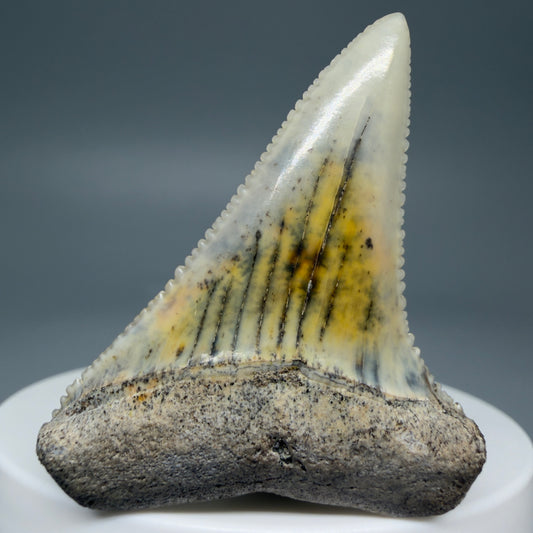 Front View Collector's Quality, colorful 1.92" long Fossil Great White Tooth from the deserts of Peru GW1265 