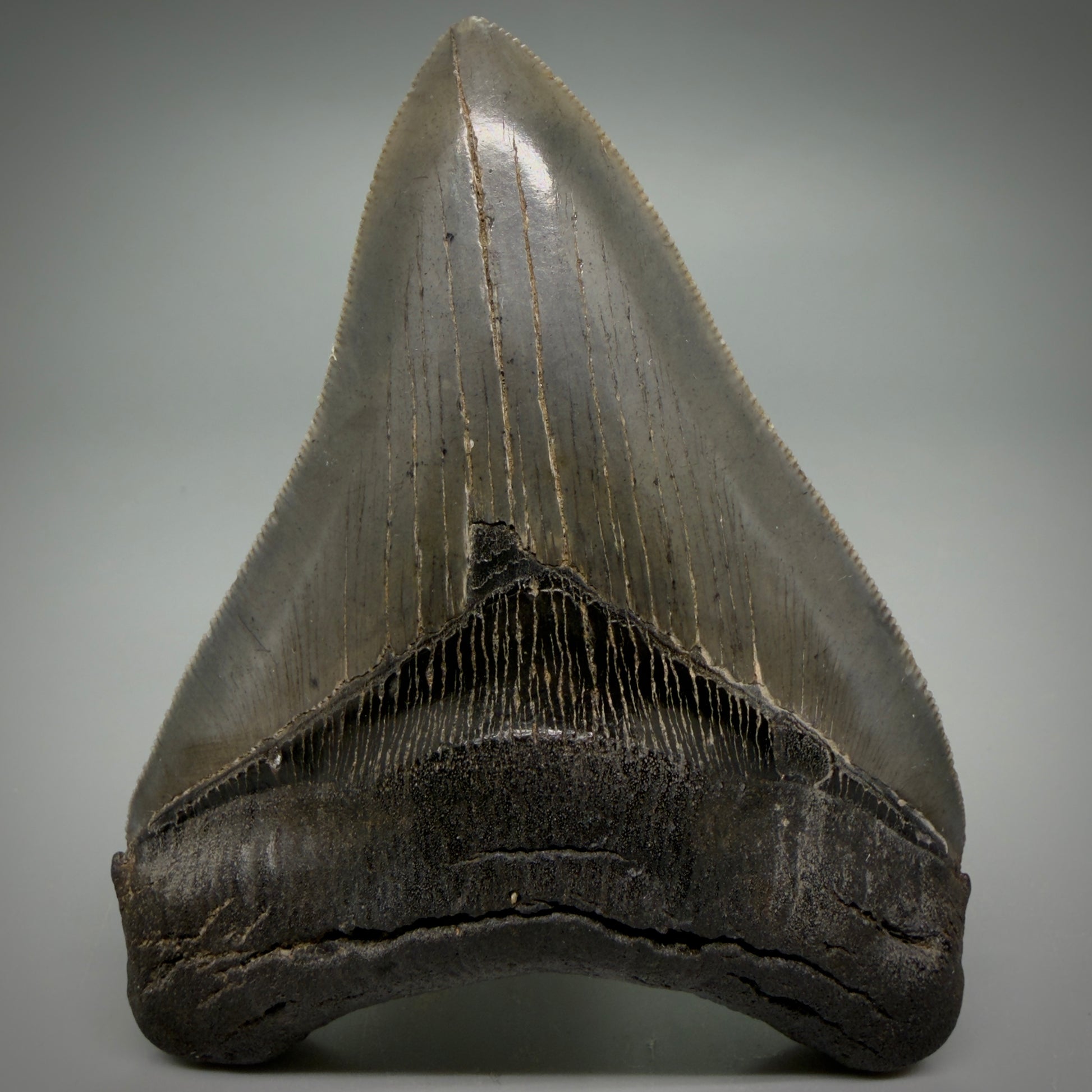Front View Collector's Quality, colorful 3.87" Fossil Megalodon Shark Tooth from South Carolina CM6275