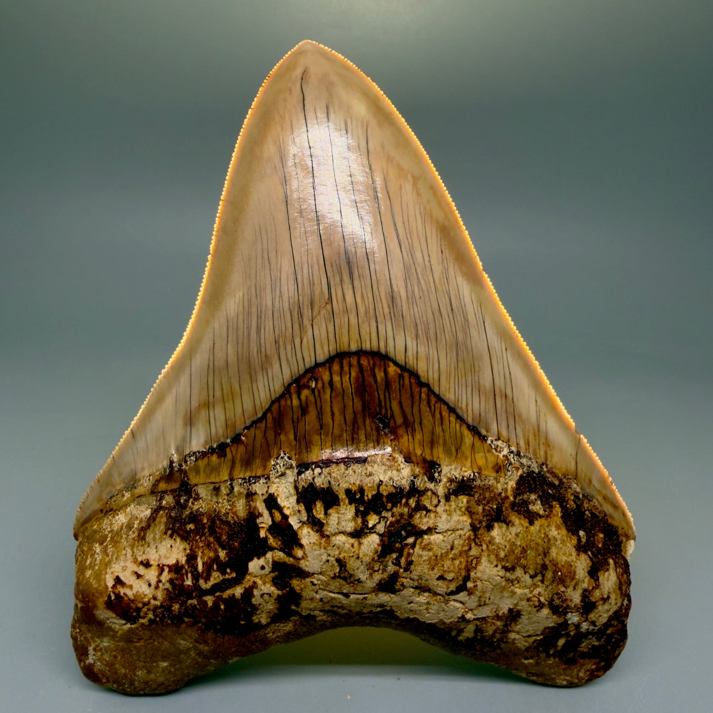 Front View Collector's Quality, colorful 5.06″ Colorful Megalodon Tooth – West Java Indonesia CM5844