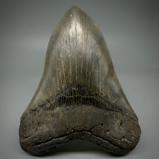 Front View Collector's Quality, colorful 5.32" Fossil Megalodon Tooth - South Carolina CM5959