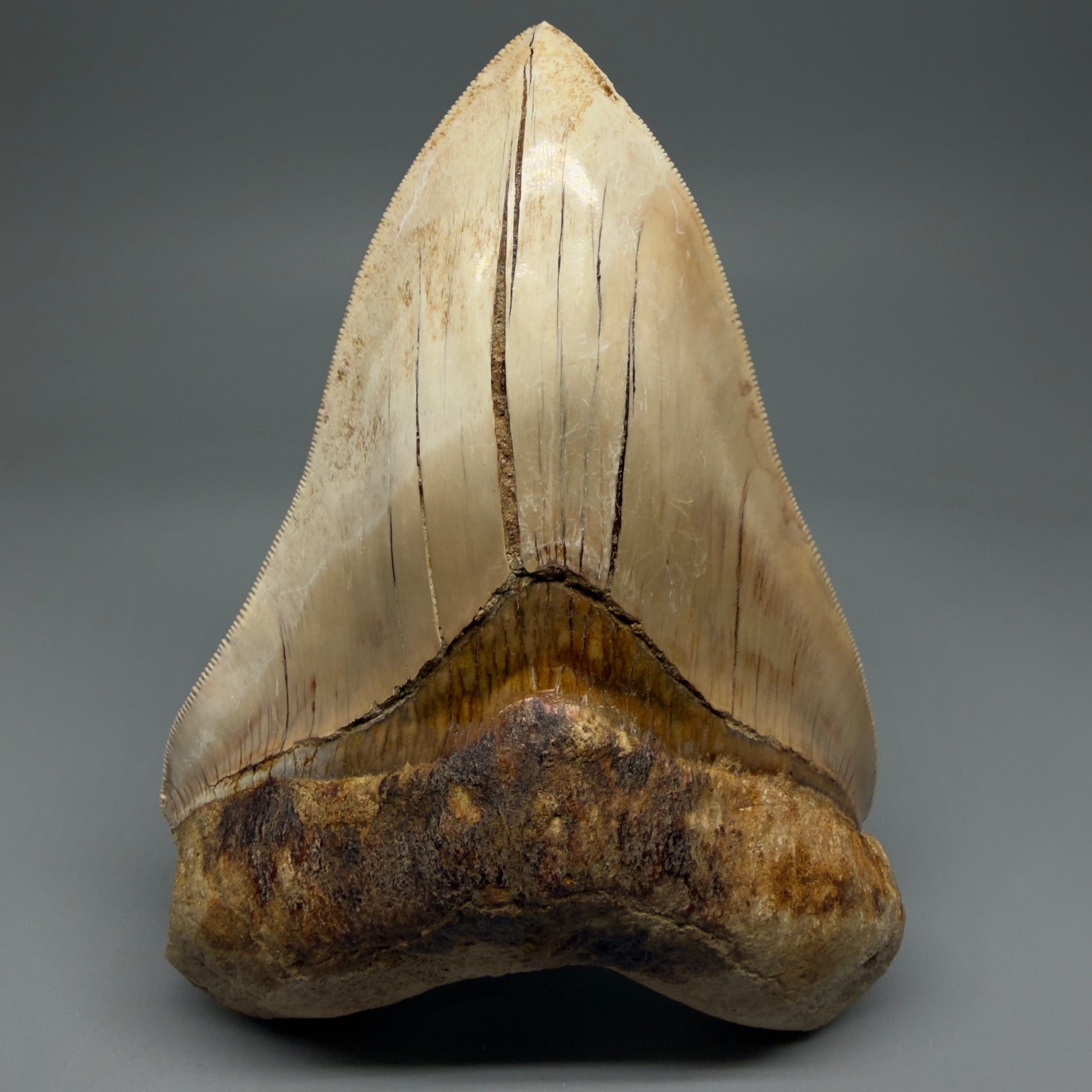 Front View Collector's Quality, colorful 5.54″ Colorful Megalodon Tooth – West Java Indonesia CM5724 