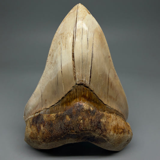 Front View Collector's Quality, colorful 5.54″ Colorful Megalodon Tooth – West Java Indonesia CM5724 