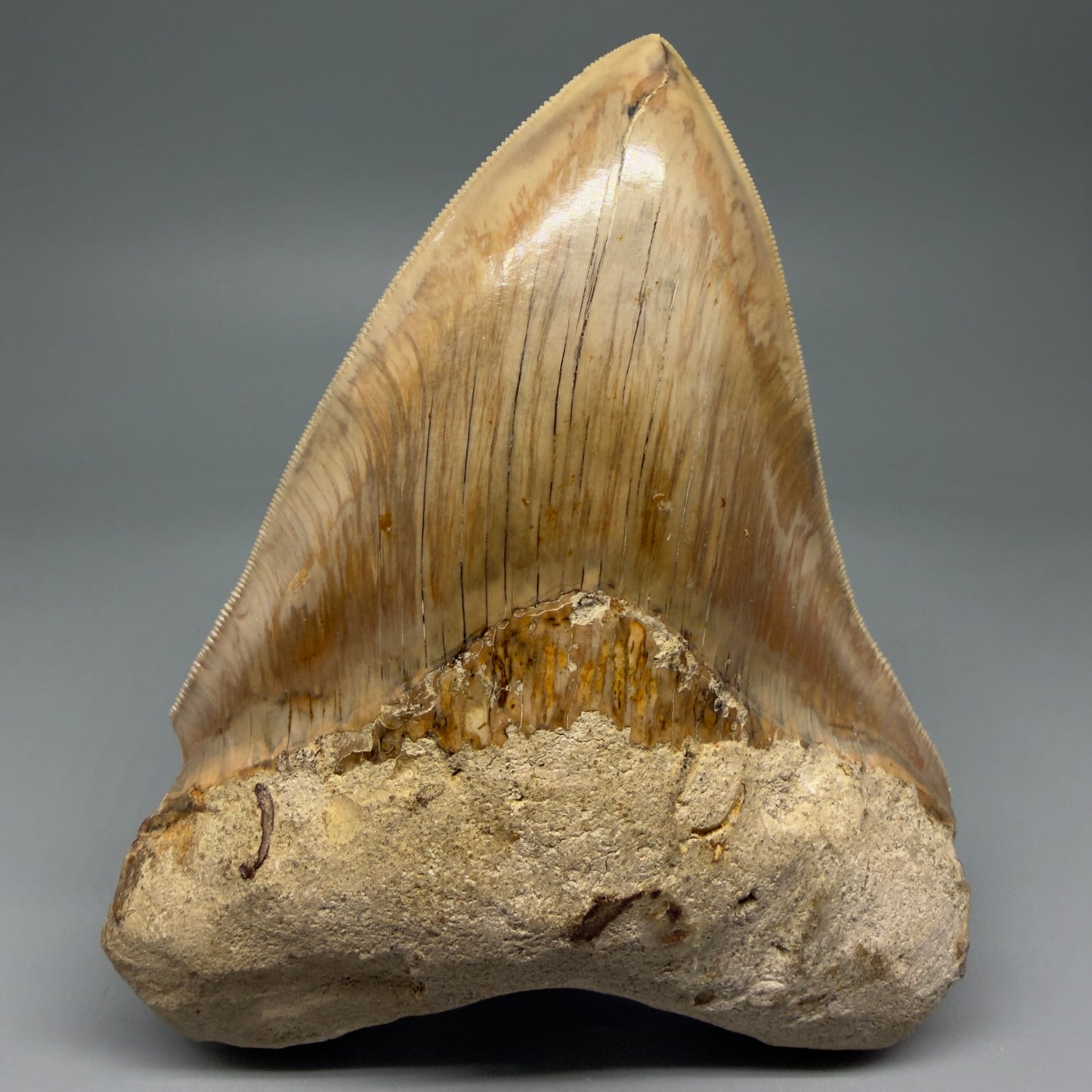 Front View Collector's Quality, colorful 5.73″ Colorful Megalodon Tooth – West Java Indonesia CM5725