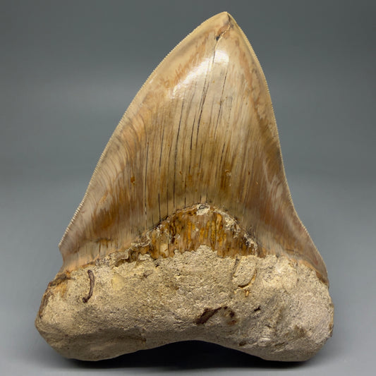 Front View Collector's Quality, colorful 5.73″ Colorful Megalodon Tooth – West Java Indonesia CM5725
