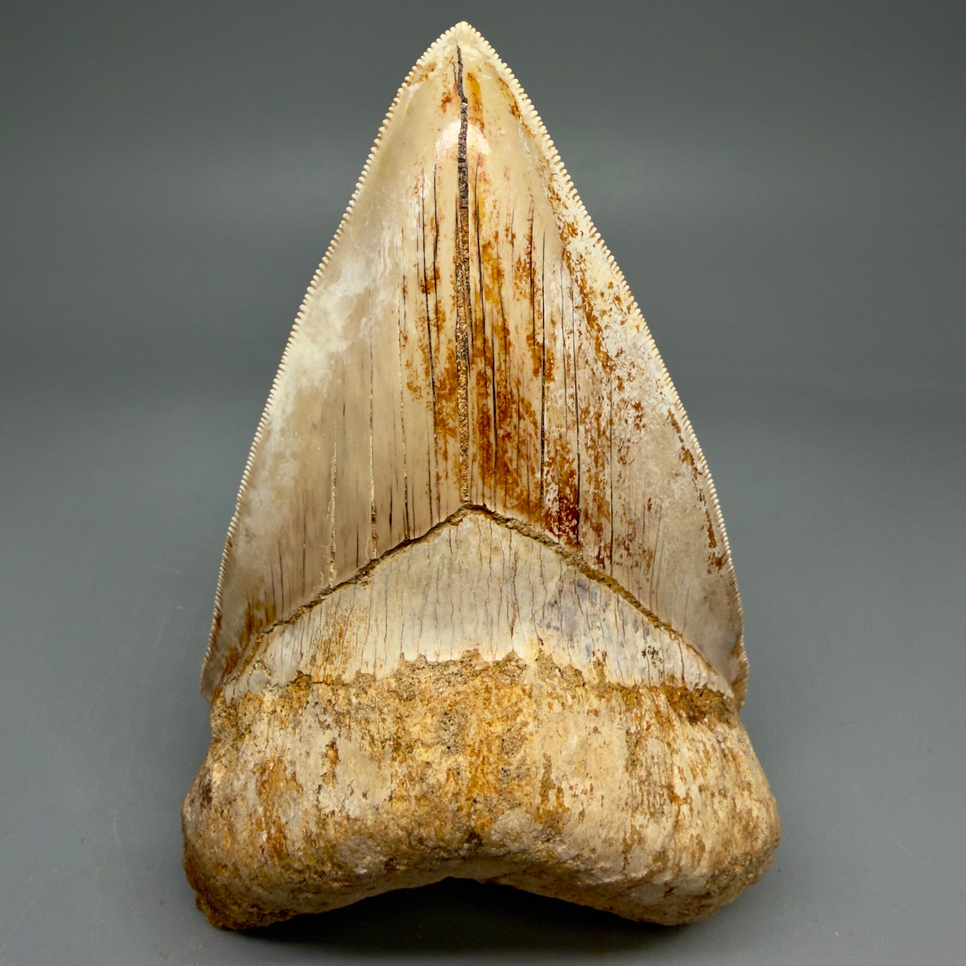 Front View Collector's Quality, colorful lower 4.85″ Colorful Megalodon Tooth – West Java Indonesia CM5843