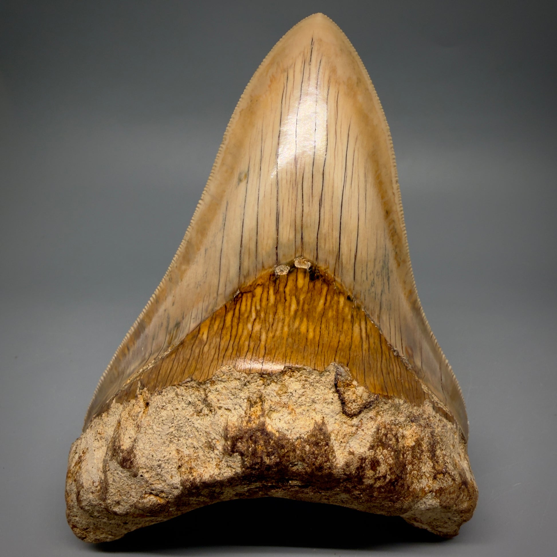A large 5.22" long prehistoric fossil Megalodon shark tooth fossil specimen, showing the sharp conical outer blade, serrated edge, textured yellowish inner surface, and rough brown root, photographed against a neutral gray background.