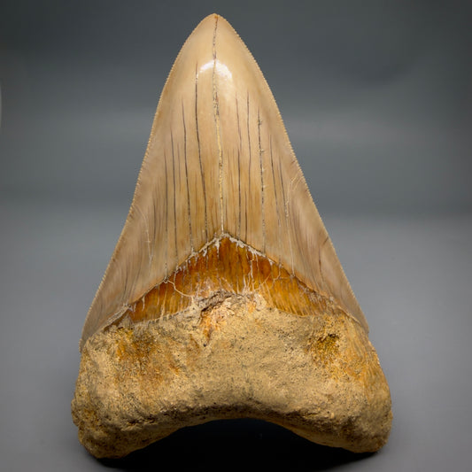 Front View Collector's Quality, colorful lower 5.30″ Colorful Megalodon Tooth – West Java Indonesia CM6380
