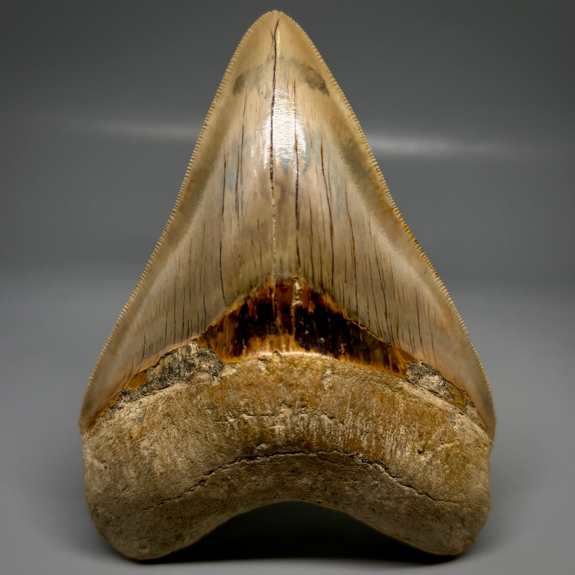 Front View Collector's Quality heart-shaped 5.06″ Colorful Megalodon Tooth – West Java Indonesia megalodonteeth.com CM6746
