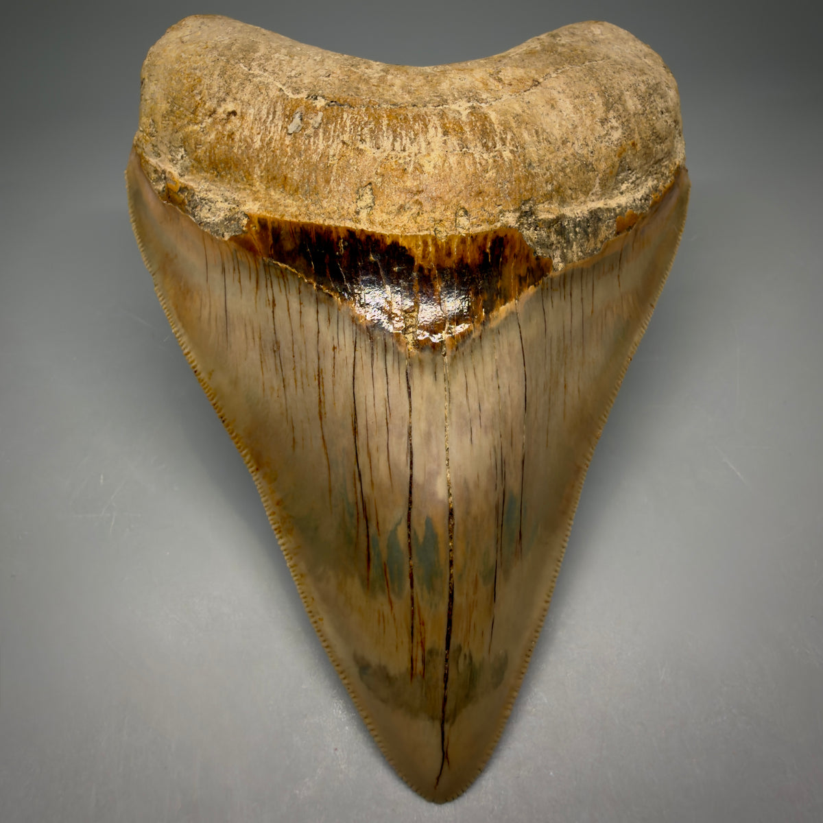 Front View Collector's Quality heart-shaped 5.06″ Colorful Megalodon Tooth – West Java Indonesia megalodonteeth.com CM6746 - 1