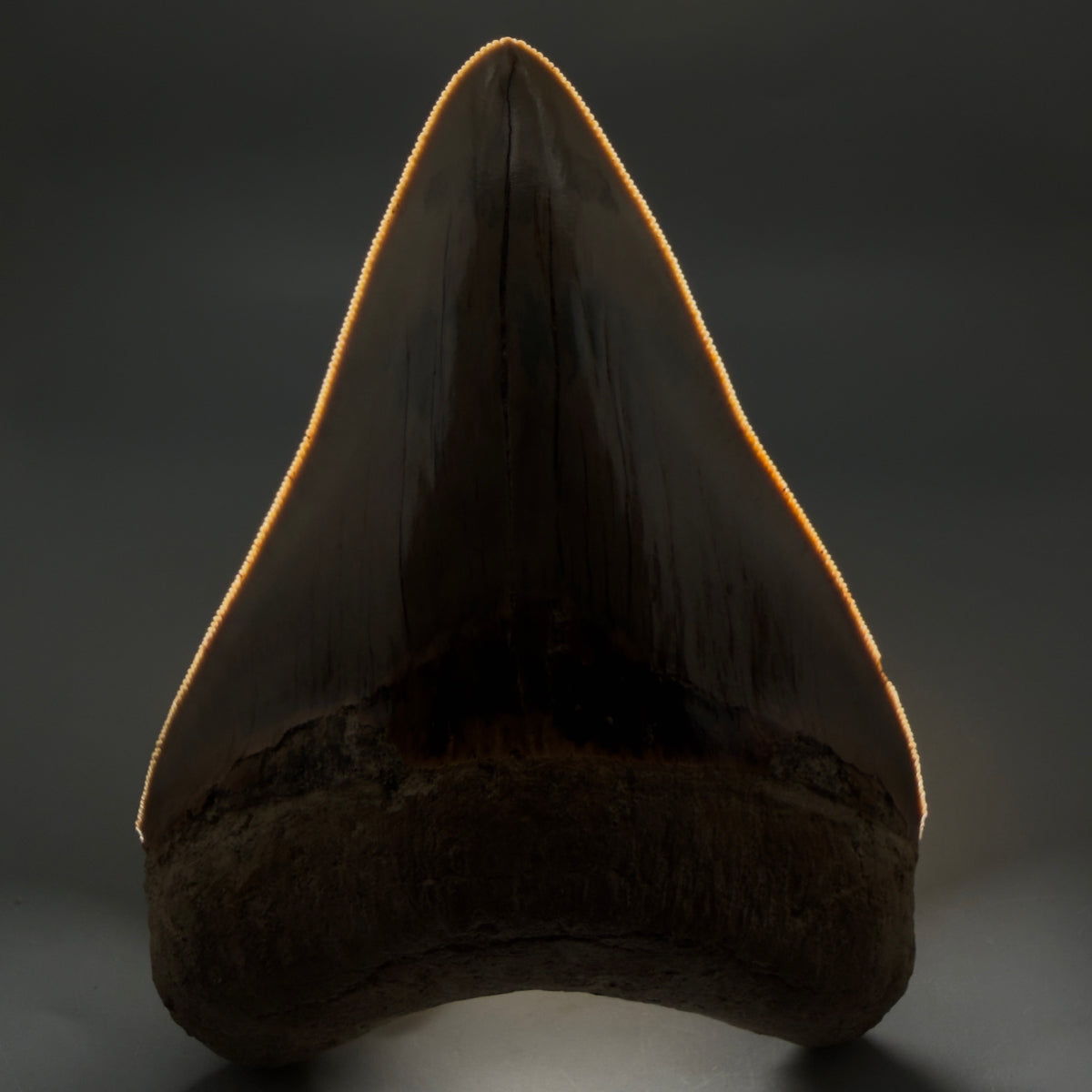 Front View Collector's Quality heart-shaped 5.06″ Colorful Megalodon Tooth – West Java Indonesia megalodonteeth.com CM6746 - 3