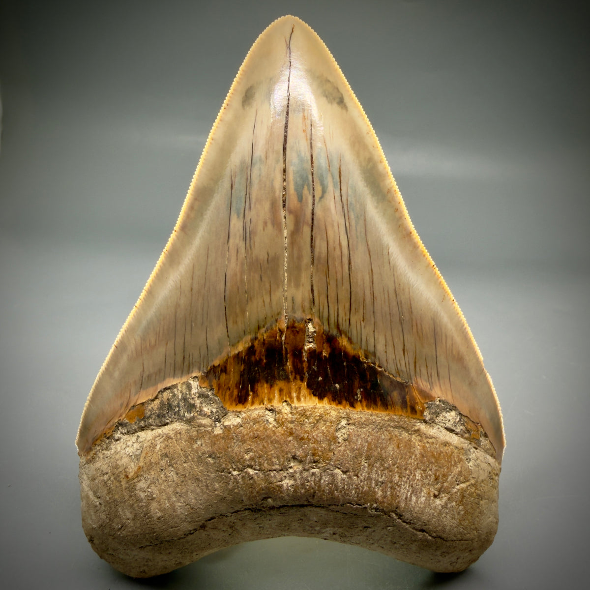 Front View Collector's Quality heart-shaped 5.06″ Colorful Megalodon Tooth – West Java Indonesia megalodonteeth.com CM6746 - 4