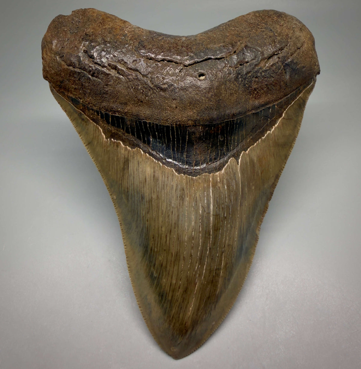 Front View Collector's Quality, heart-shaped 5.08" Fossil Megalodon Tooth - South Carolina megalodonteeth.com CM6703