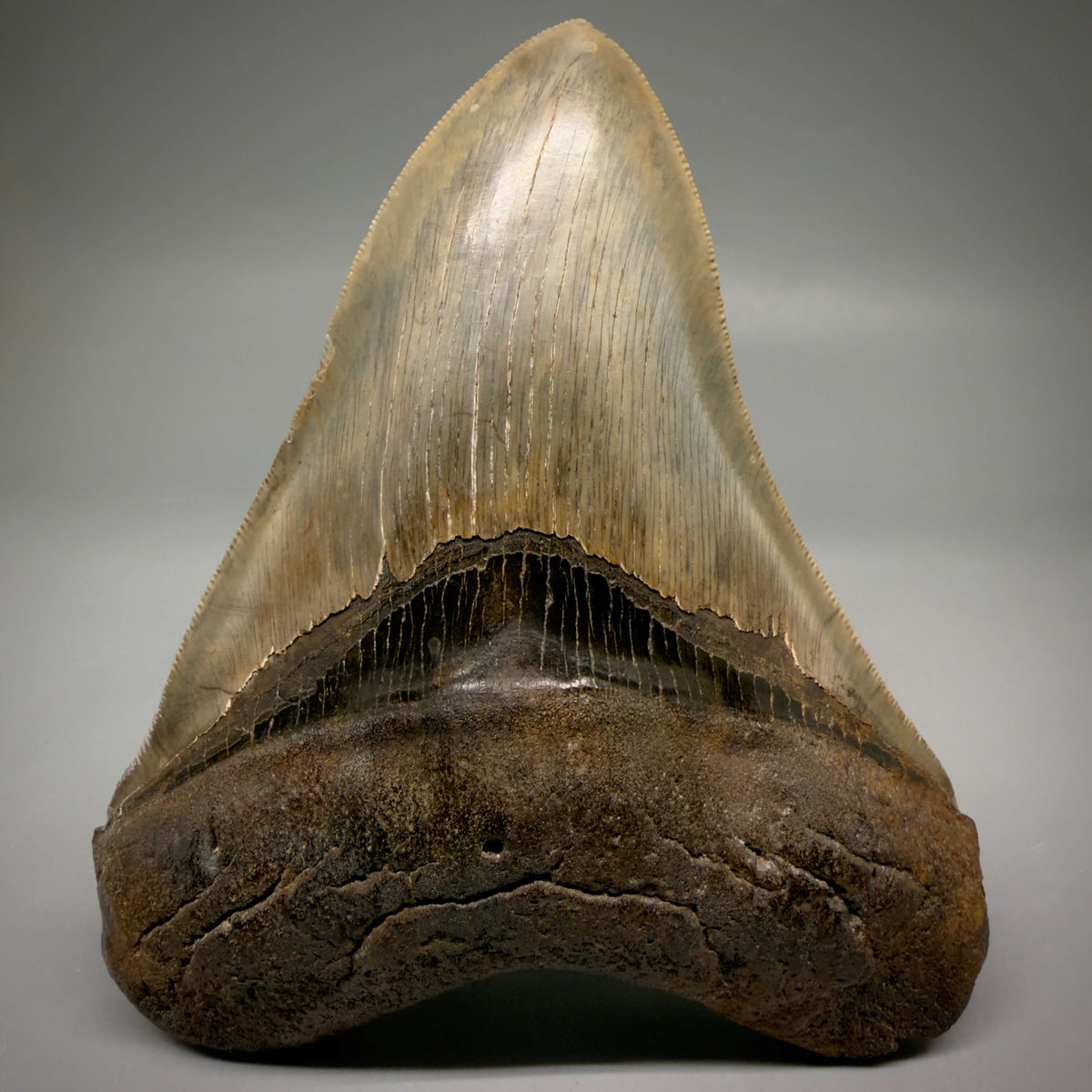 Front View Collector's Quality, heart-shaped 5.08" Fossil Megalodon Tooth - South Carolina megalodonteeth.com CM6703 - 1