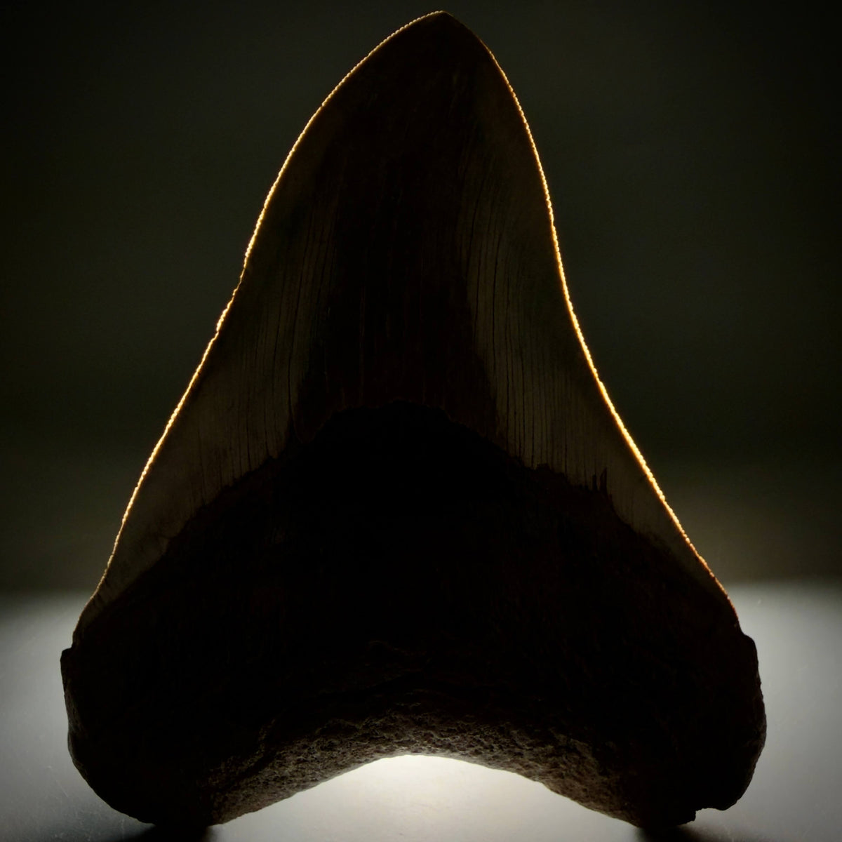 Front View Collector's Quality, heart-shaped 5.08" Fossil Megalodon Tooth - South Carolina megalodonteeth.com CM6703 - 2