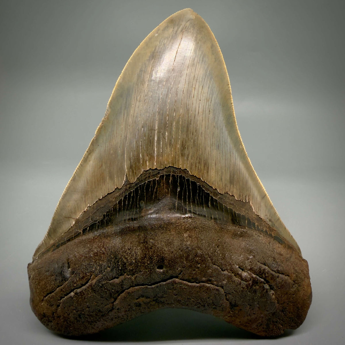 Front View Collector's Quality, heart-shaped 5.08" Fossil Megalodon Tooth - South Carolina megalodonteeth.com CM6703 - 3