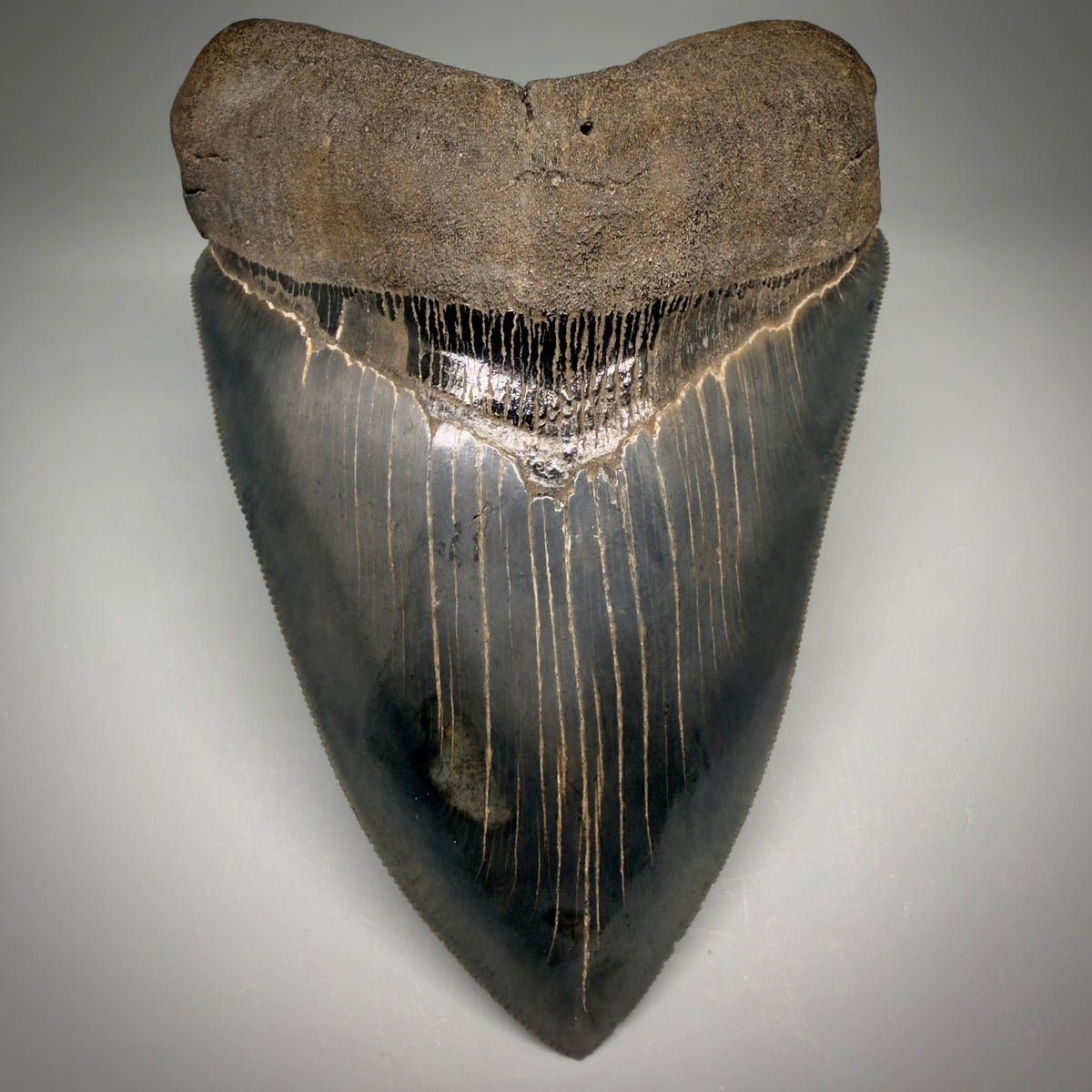 Front View Collector's Quality, heart-shaped 5.30" Fossil Megalodon Tooth - South Carolina megalodonteeth.com CM6705
