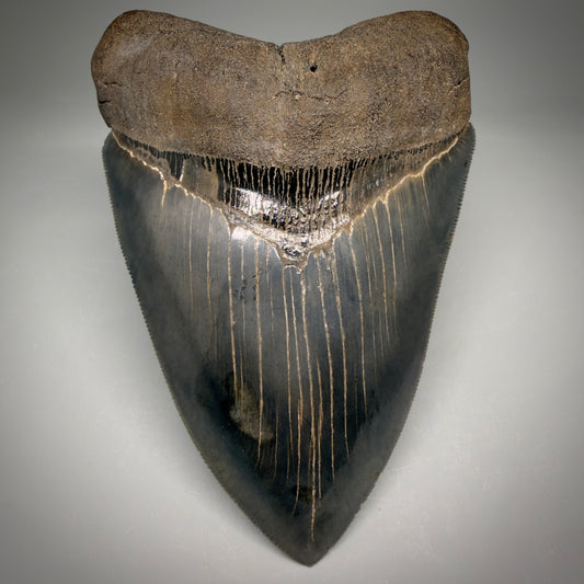Front View Collector's Quality, heart-shaped 5.30" Fossil Megalodon Tooth - South Carolina megalodonteeth.com CM6705