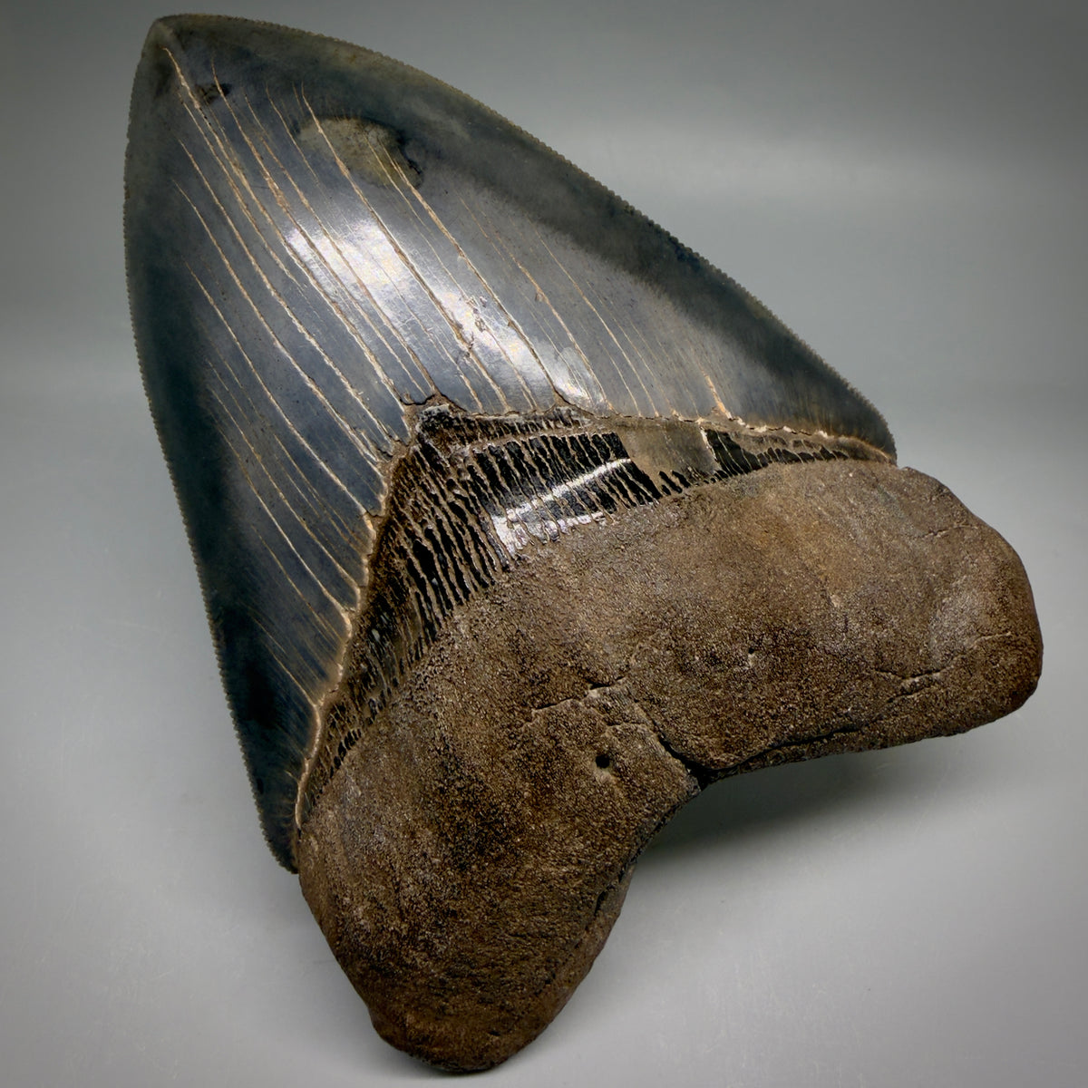 Front View Collector's Quality, heart-shaped 5.30" Fossil Megalodon Tooth - South Carolina megalodonteeth.com CM6705 - 1