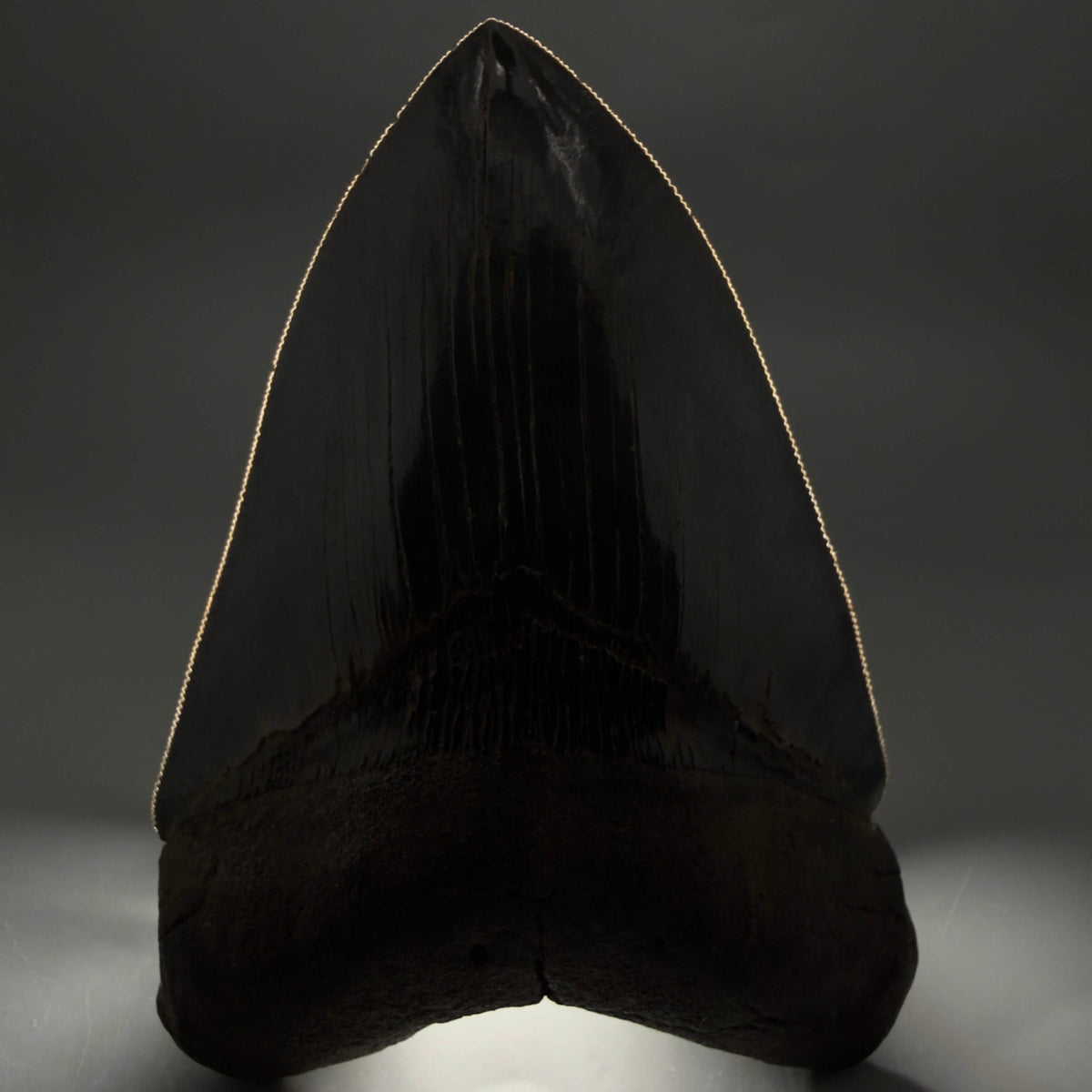 Front View Collector's Quality, heart-shaped 5.30" Fossil Megalodon Tooth - South Carolina megalodonteeth.com CM6705 - 2