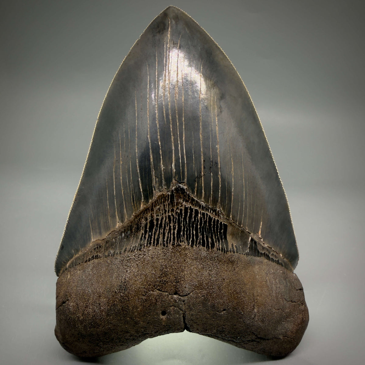 Front View Collector's Quality, heart-shaped 5.30" Fossil Megalodon Tooth - South Carolina megalodonteeth.com CM6705 - 3