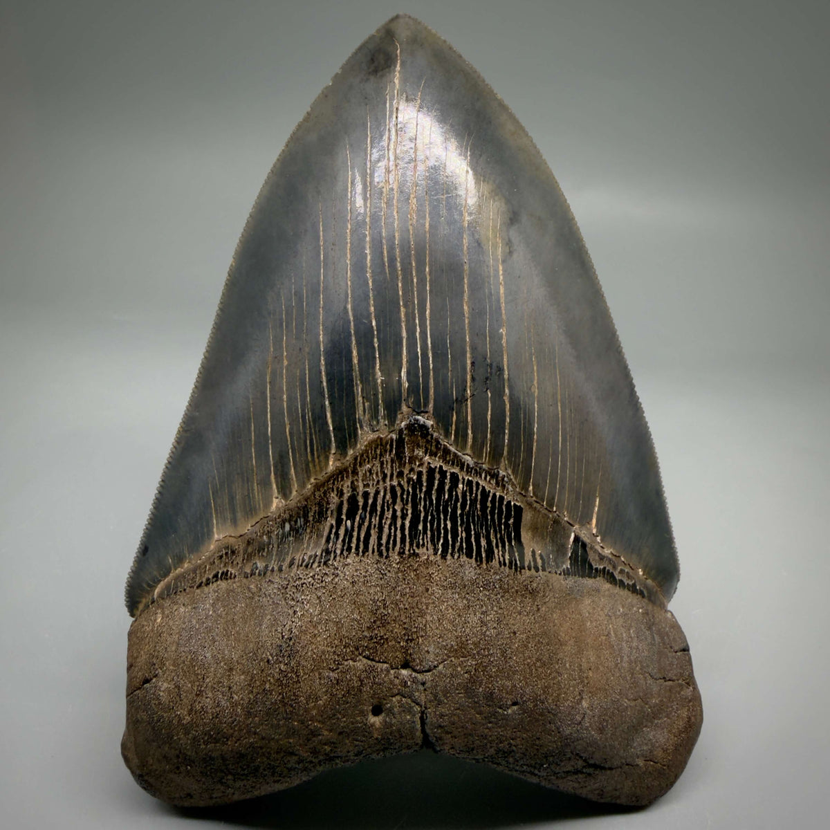 Front View Collector's Quality, heart-shaped 5.30" Fossil Megalodon Tooth - South Carolina megalodonteeth.com CM6705 - 4