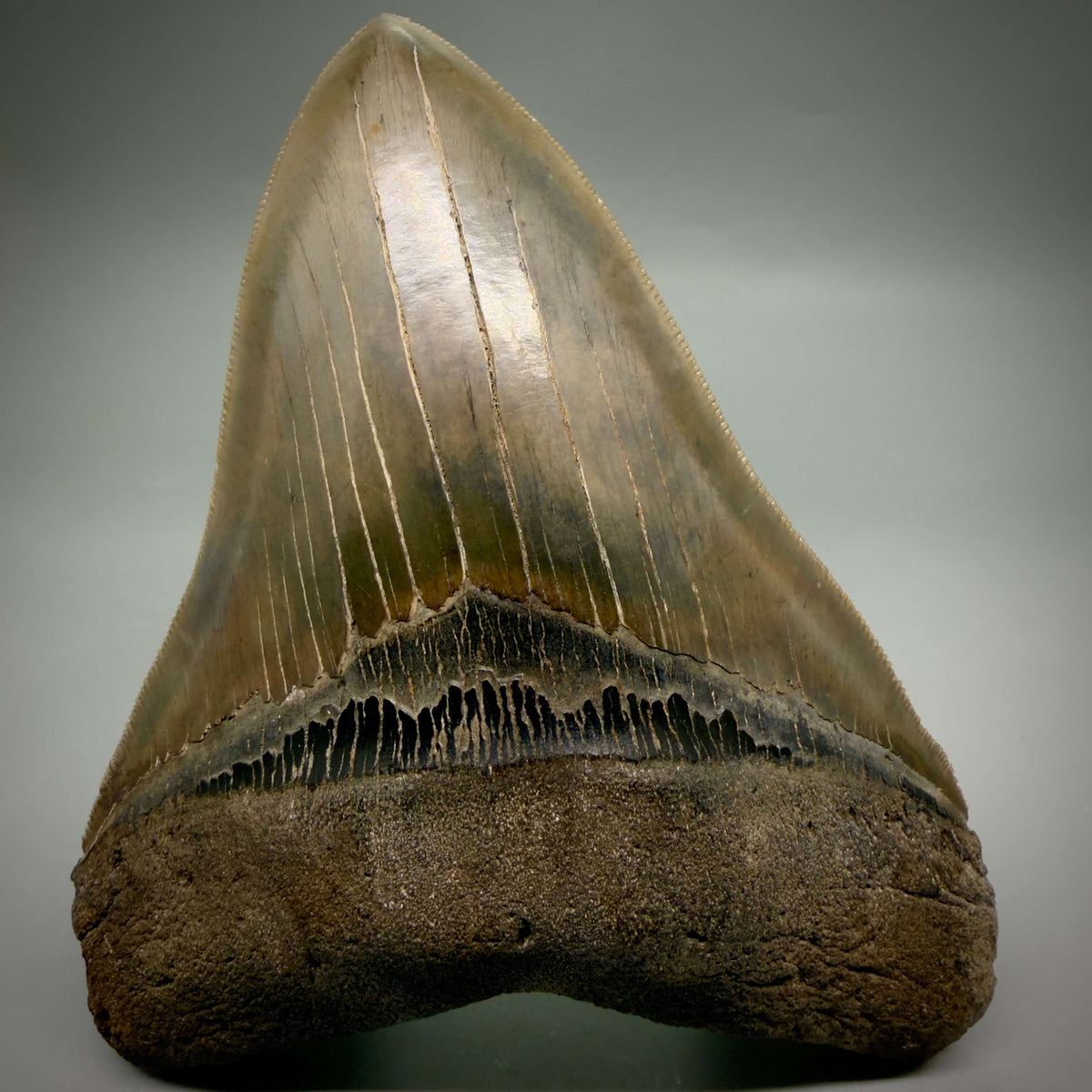 Front View Collector's Quality, heart-shaped 5.67" Fossil Megalodon Tooth - South Carolina megalodonteeth.com CM7606