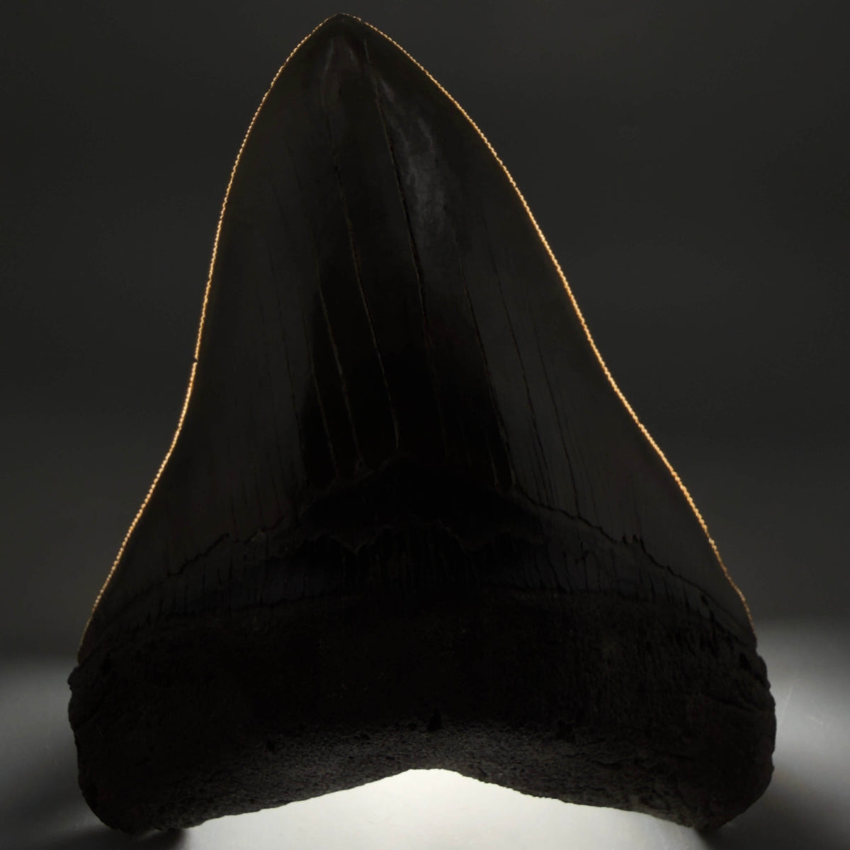 Front View Collector's Quality, heart-shaped 5.67" Fossil Megalodon Tooth - South Carolina megalodonteeth.com CM7606 - 1