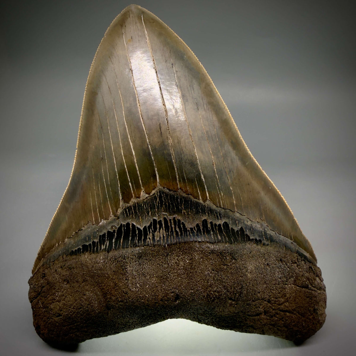 Front View Collector's Quality, heart-shaped 5.67" Fossil Megalodon Tooth - South Carolina megalodonteeth.com CM7606 - 2