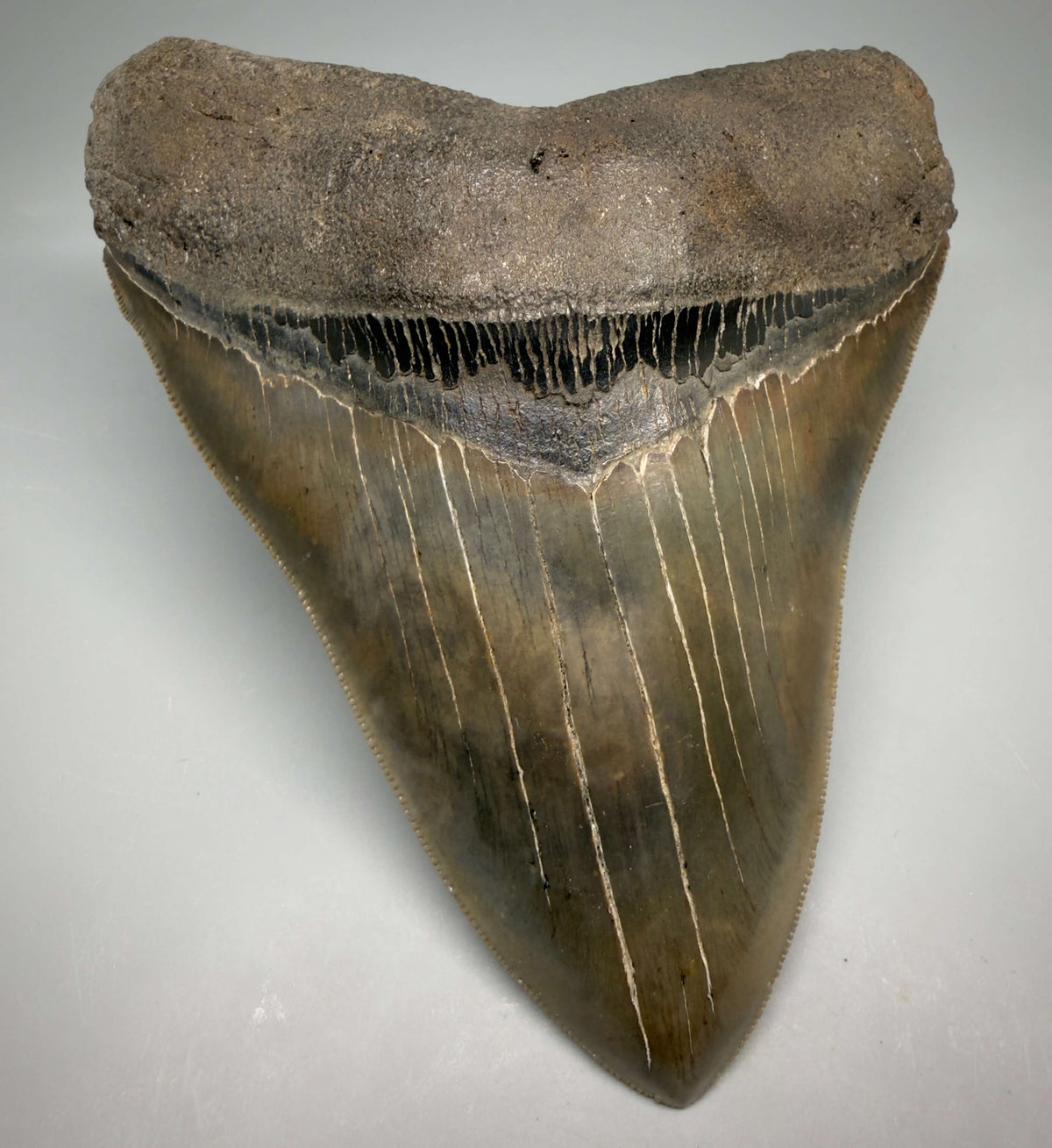 Front View Collector's Quality, heart-shaped 5.67" Fossil Megalodon Tooth - South Carolina megalodonteeth.com CM7606 - 3