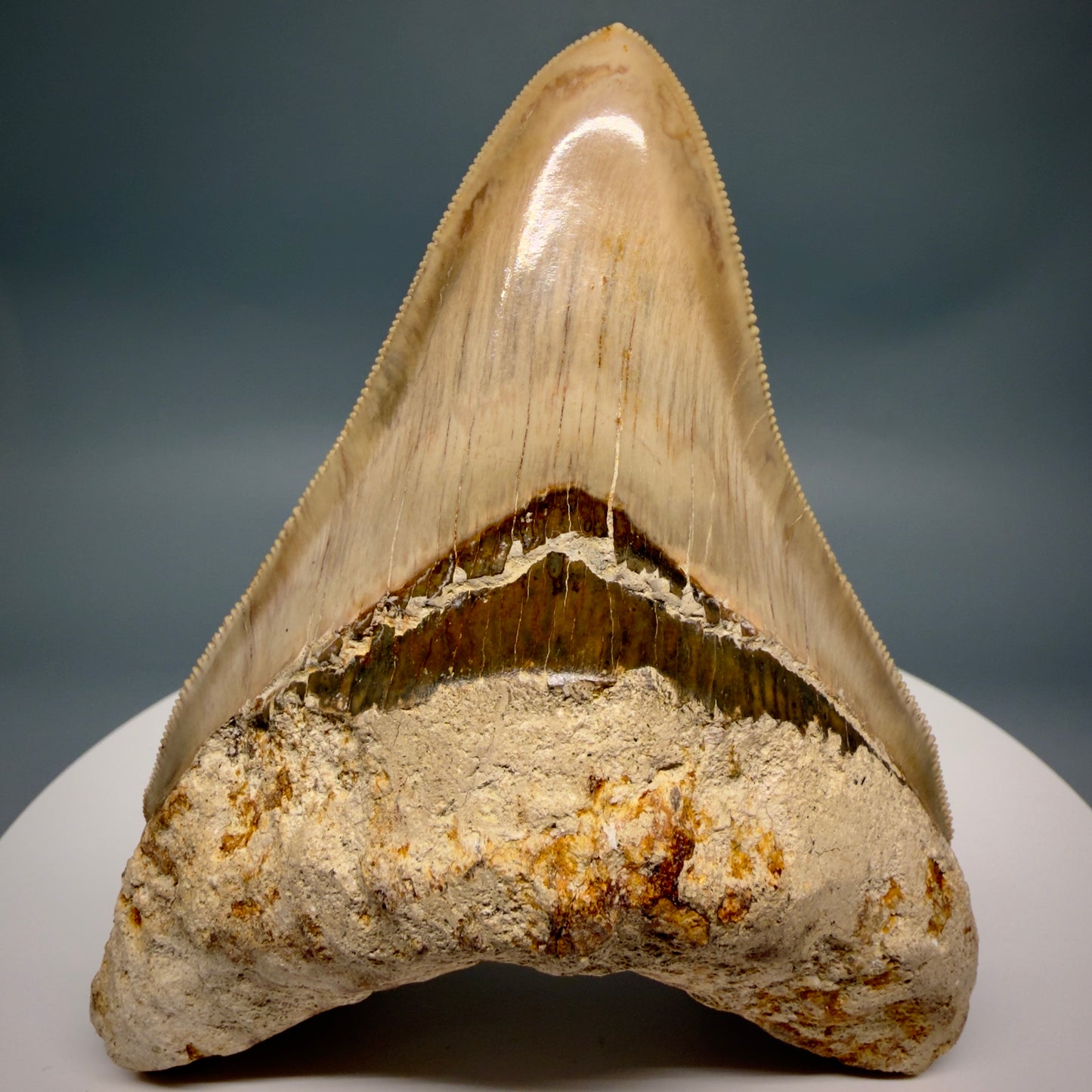 Front View Collector's quality 4.31" Colorful Fossil Megalodon Tooth from Indonesia MJ178 