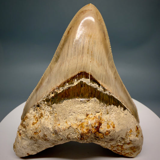 Front View Collector's quality 4.31" Colorful Fossil Megalodon Tooth from Indonesia MJ178 