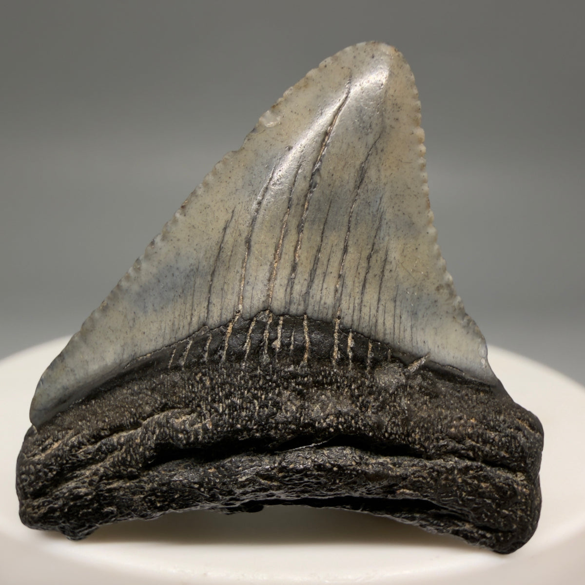 Front View Colorful 1.43" Fossil Megalodon Tooth – South Carolina River Find | Authentic megalodonteeth.com CM6722