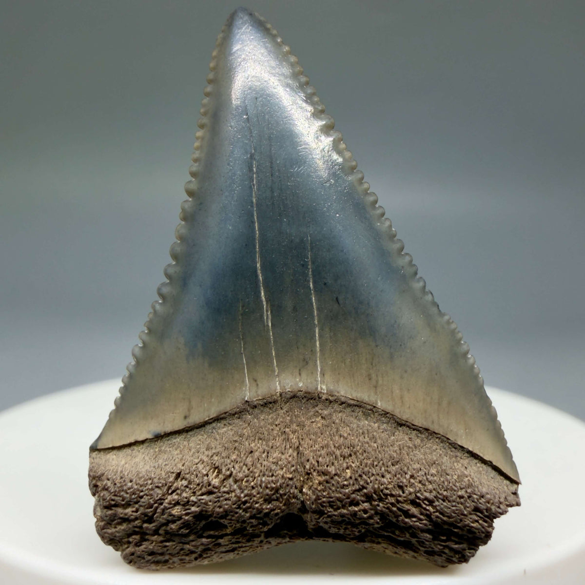 Front View Colorful 1.48" Fossil Great White Shark Tooth - South Carolina megalodonteeth.com GW1399