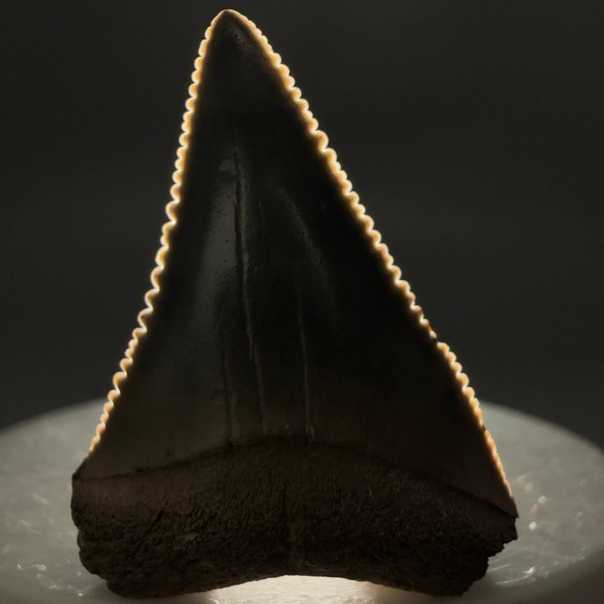 Front View Colorful 1.48" Fossil Great White Shark Tooth - South Carolina megalodonteeth.com GW1399 - 1