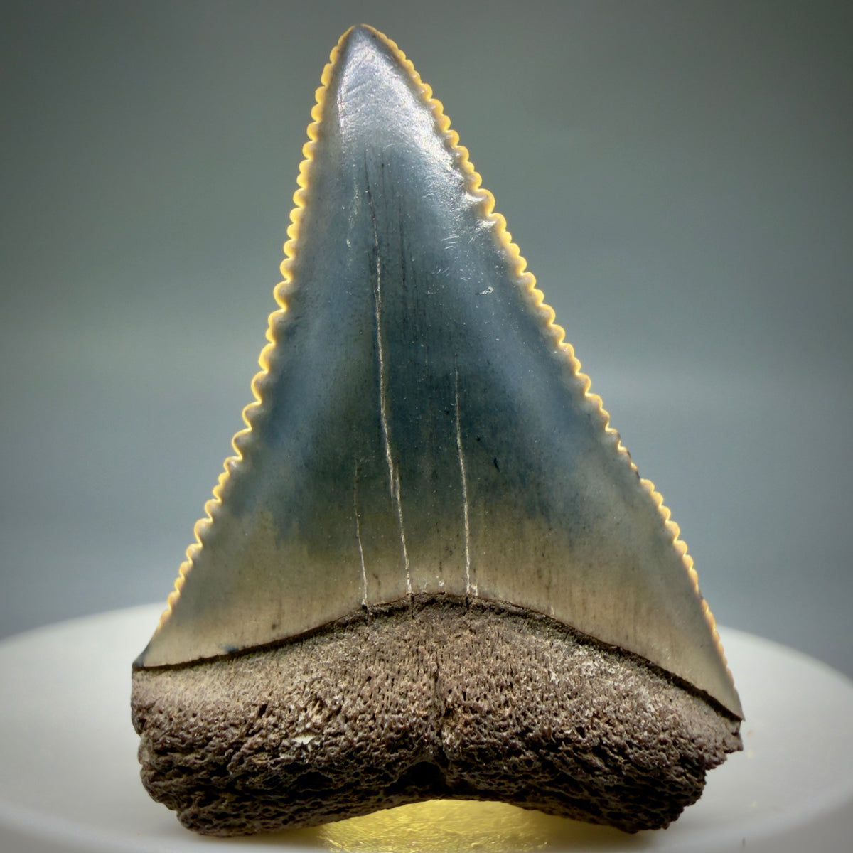 Front View Colorful 1.48" Fossil Great White Shark Tooth - South Carolina megalodonteeth.com GW1399 - 2