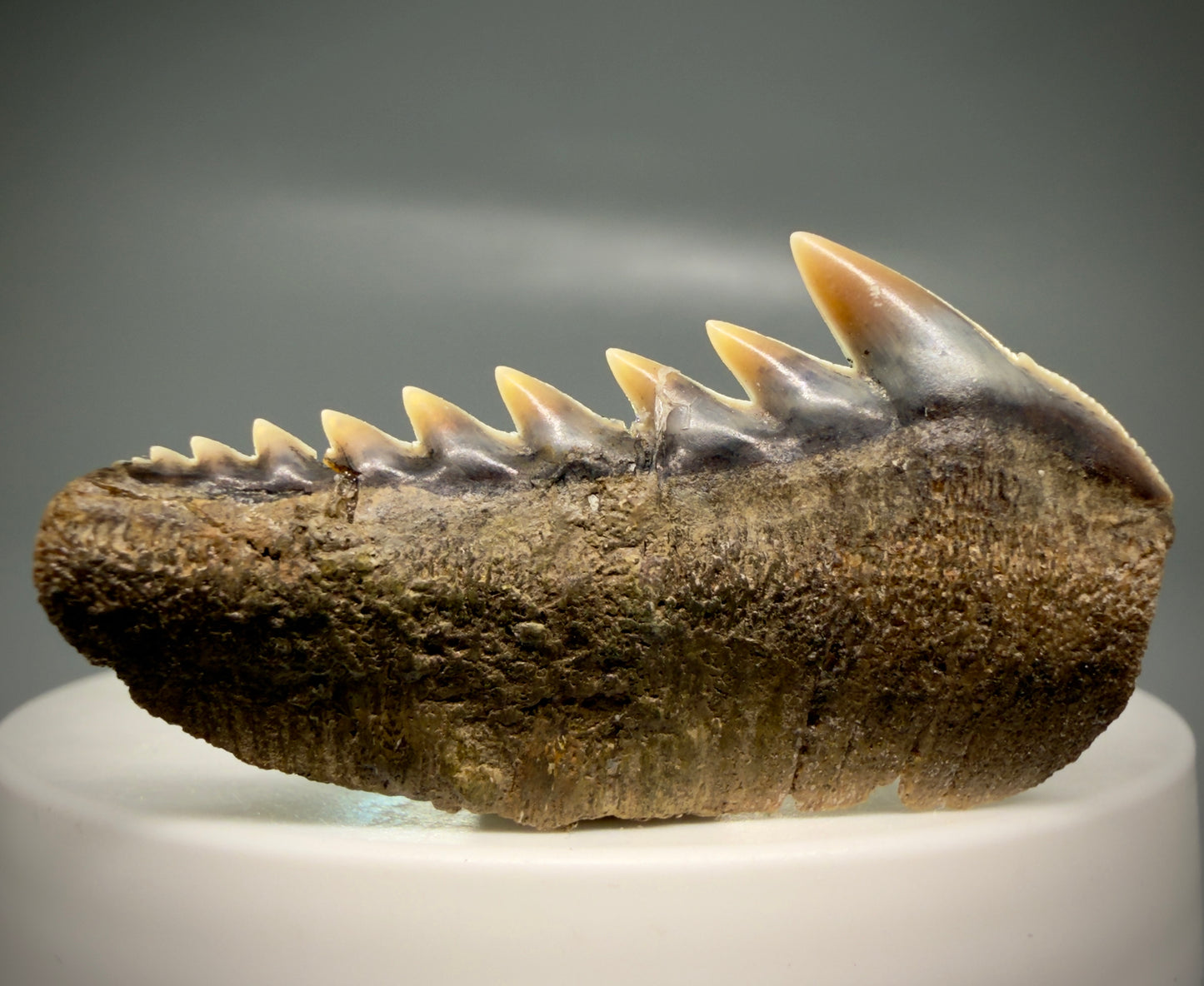 Front View Colorful 1.65" wide Fossil Hexanchus gigas - Sixgill Cow Shark tooth from Sacaco, Peru R636