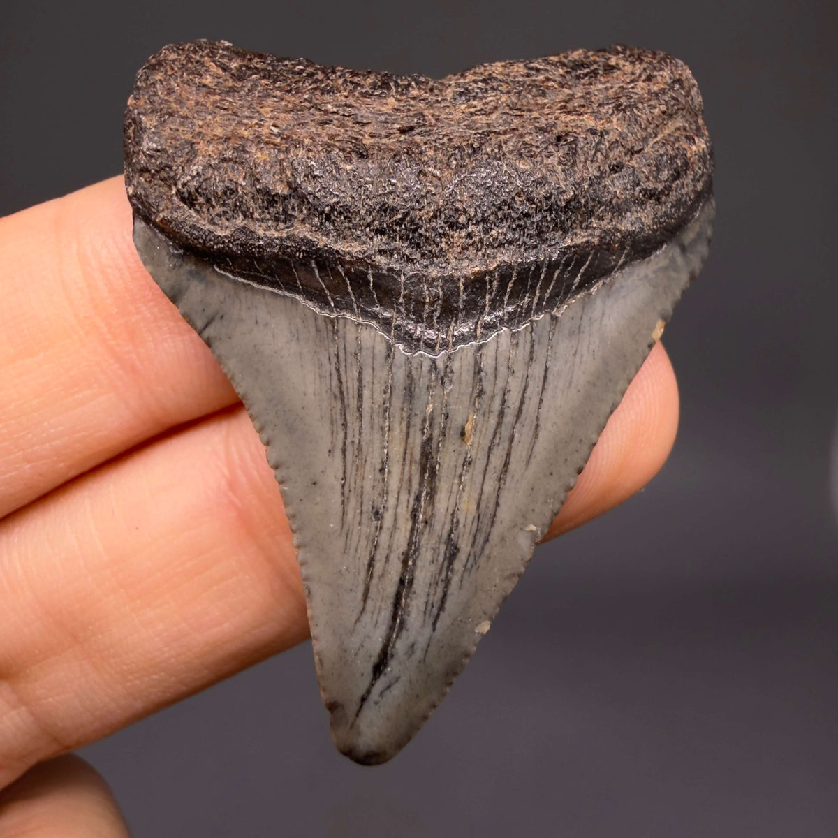 Front View Colorful 1.72" Fossil Megalodon Tooth – South Carolina River Find | Authentic megalodonteeth.com CM6683