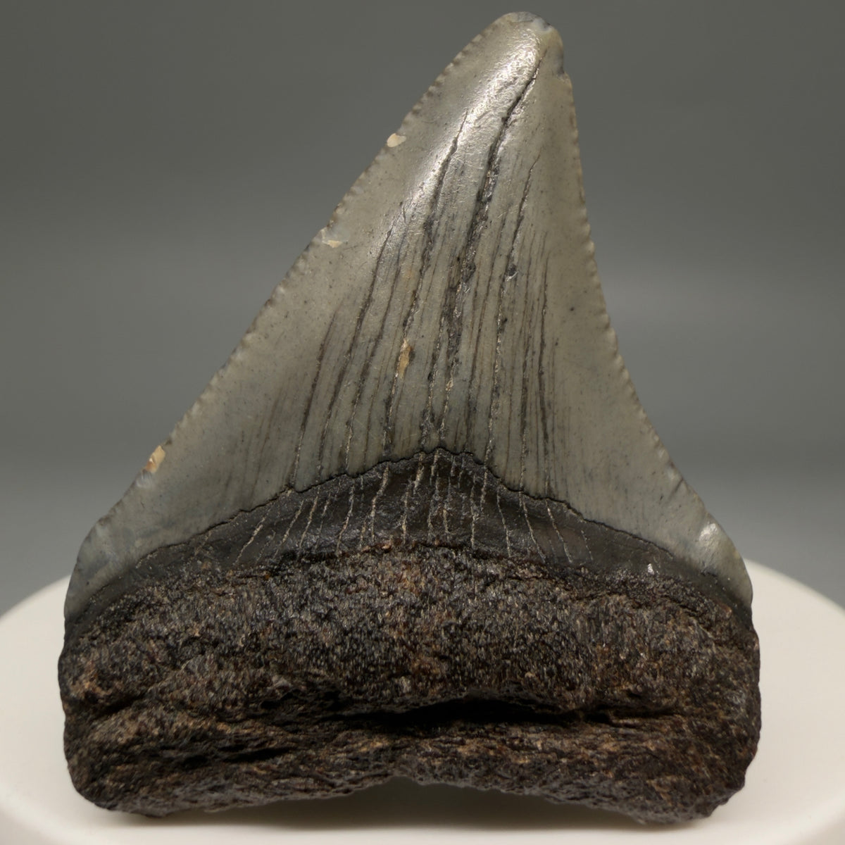 Front View Colorful 1.72" Fossil Megalodon Tooth – South Carolina River Find | Authentic megalodonteeth.com CM6683 - 1