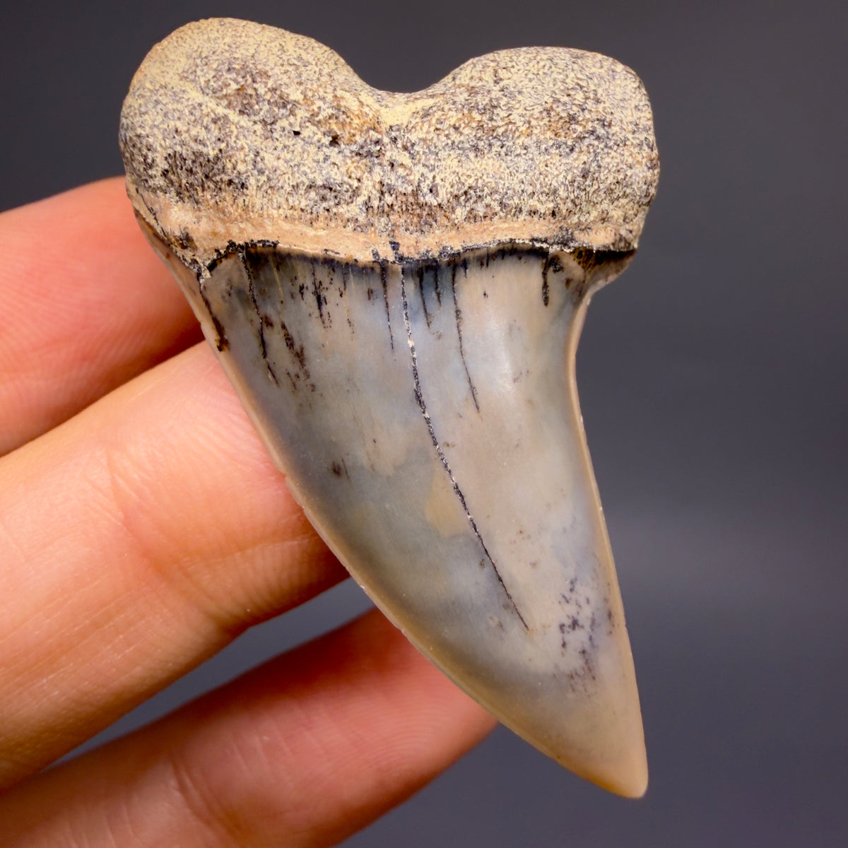 Front View Colorful 1.78" Fossil Extinct Hooked-Tooth Mako - Isurus planus Shark Tooth from Bakersfield, CA M618 - 1