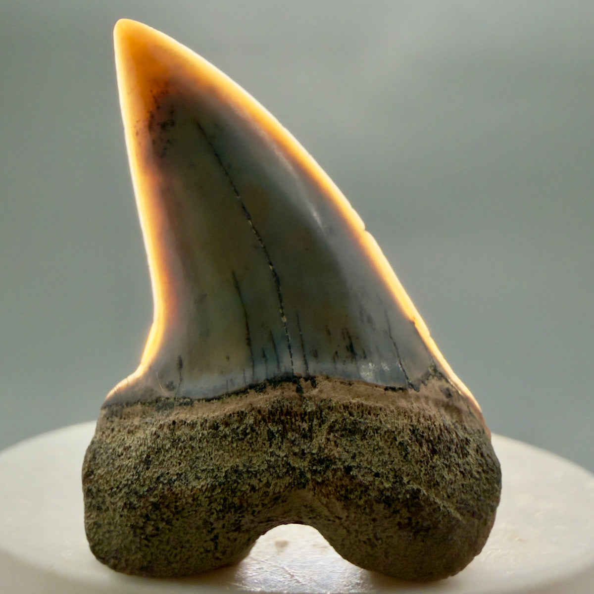 Front View Colorful 1.78" Fossil Extinct Hooked-Tooth Mako - Isurus planus Shark Tooth from Bakersfield, CA M618 - 2