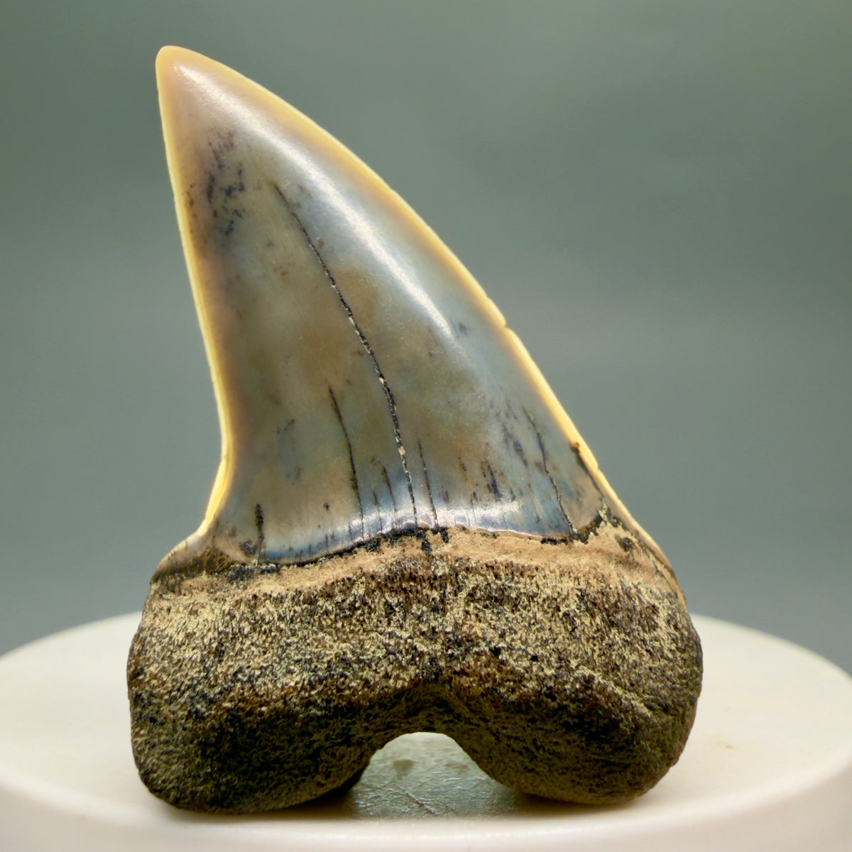 Front View Colorful 1.78" Fossil Extinct Hooked-Tooth Mako - Isurus planus Shark Tooth from Bakersfield, CA M618 - 3