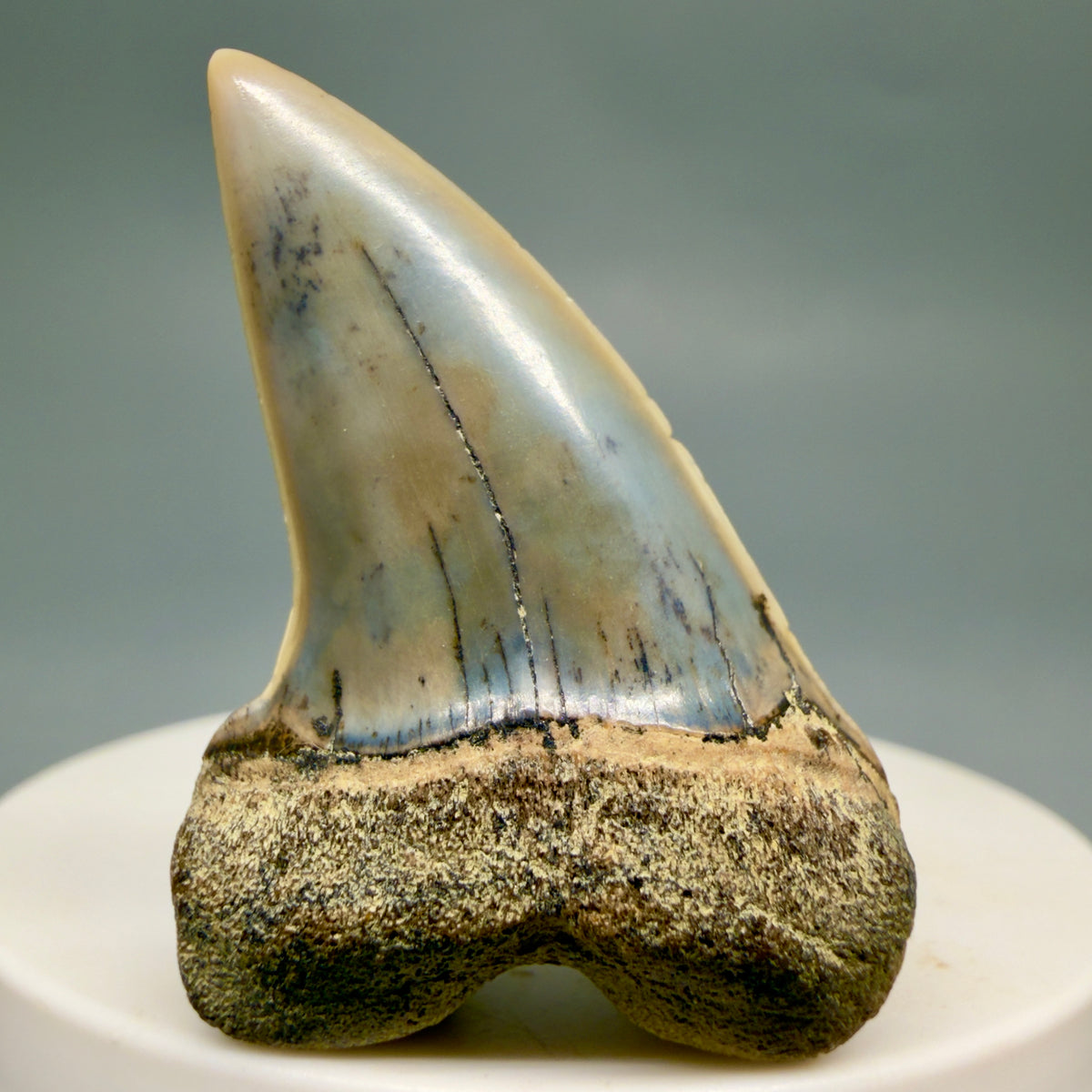 Front View Colorful 1.78" Fossil Extinct Hooked-Tooth Mako - Isurus planus Shark Tooth from Bakersfield, CA M618