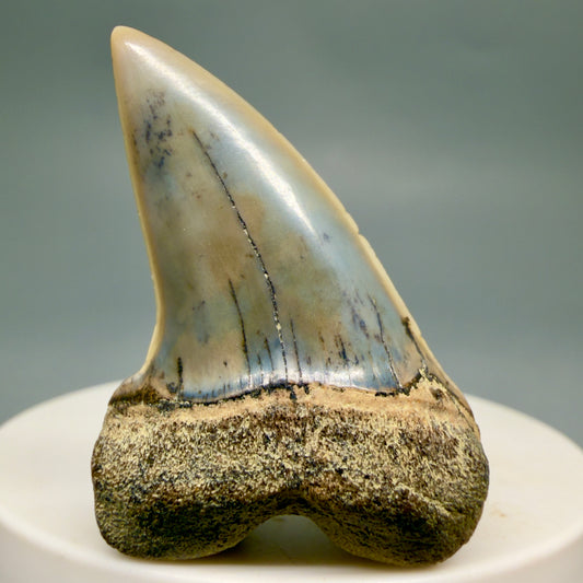 Front View Colorful 1.78" Fossil Extinct Hooked-Tooth Mako - Isurus planus Shark Tooth from Bakersfield, CA M618