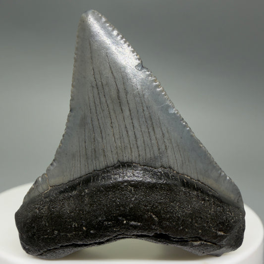 Front View Colorful 1.79" Fossil Megalodon Tooth – South Carolina River Find | Authentic CM6387